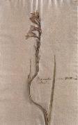 Johann Wolfgang von Goethe Herbarium sheet oil